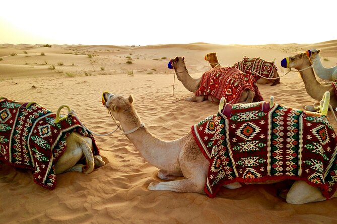 Dubai Evening Desert Safari with RedDune, sandboarding, live show - Who will get the most from this safari