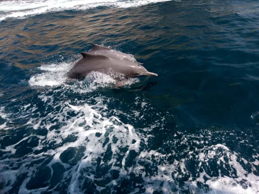 Dubai: Full-Day Sea Safari to Musandam - Lunch with the coast in view