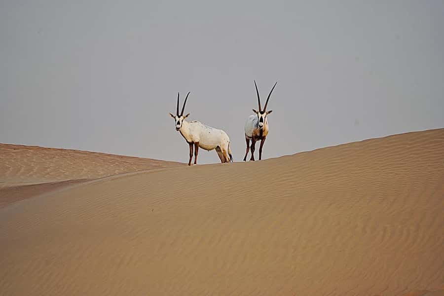 Dubai: Half-Day Camel Trekking with Al Marmoom Breakfast - Who should choose this camel tour