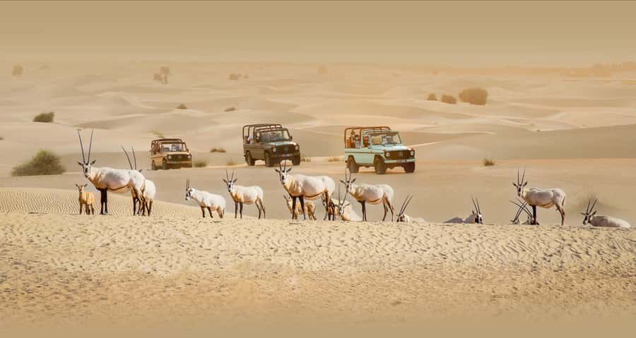 Dubai: Heritage Safari, Camel Ride & Al Marmoom Oasis Dinner - Riding the vintage Mercedes G-Class through the dunes