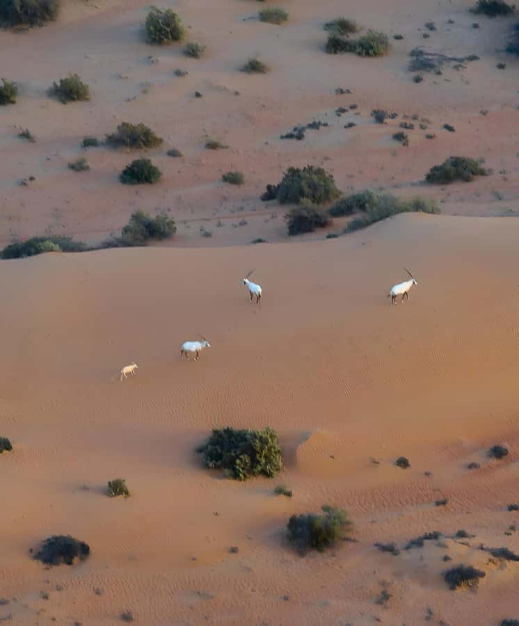 Dubai: Hot Air Balloon, Camel Ride, Desert Safari & More - Falconry and the photographs worth keeping