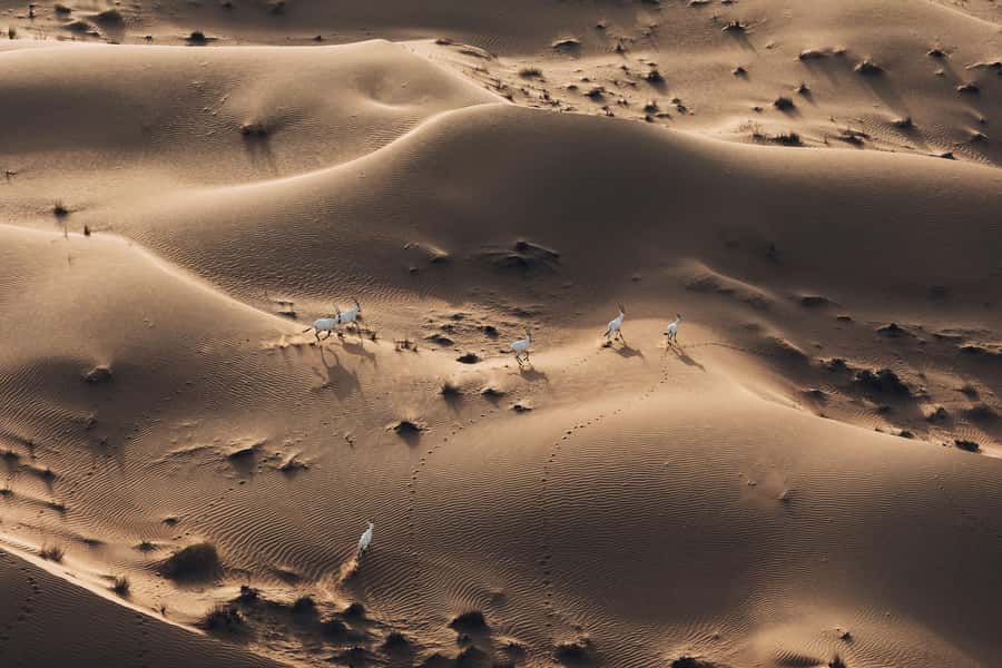 Dubai: Hot Air Balloon Ride with Camel Ride & Falcon Show - Who should book this Dubai balloon ride?