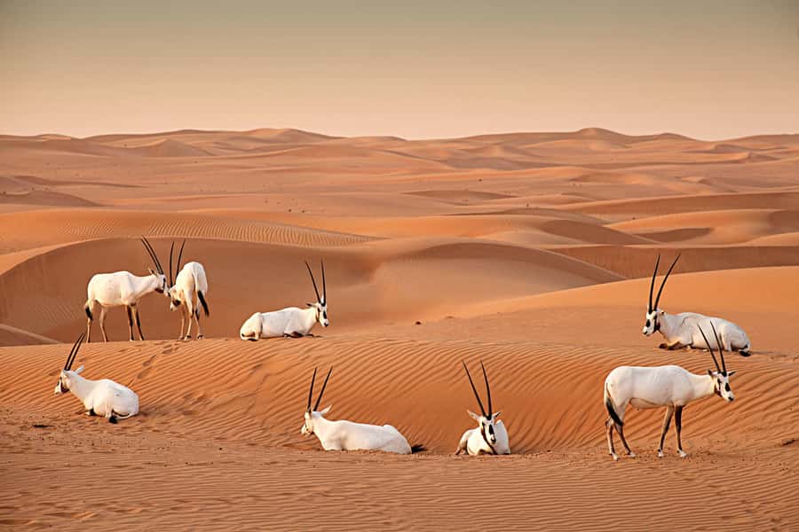 Dubai: Hot Air Balloon with Camel, ATV, & Horse Ride Options - What the strongest praise tells you