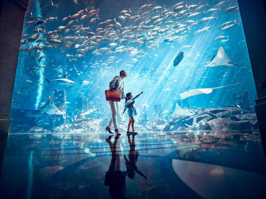 Dubai: Lost Chambers Aquarium Entry Ticket - Why the Ambassador Lagoon is the main event