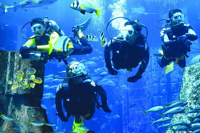 Dubai Lost Chambers Dive Discovery - What the Lost Chambers experience actually feels like