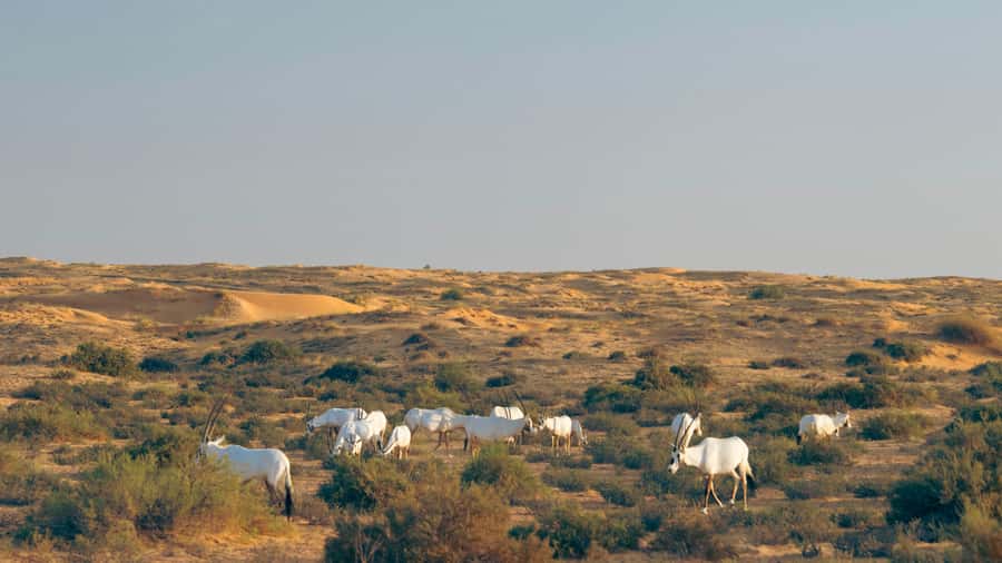 Dubai: Luxury Safari with Michelin-Curated 5-Course Dinner - Meeting the desert through a conservation guide