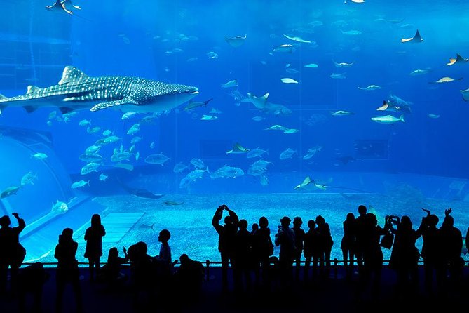 Dubai Mall Aquarium & Underwater Zoo with Penguin Cove Tickets - Penguin Cove and the ticket details