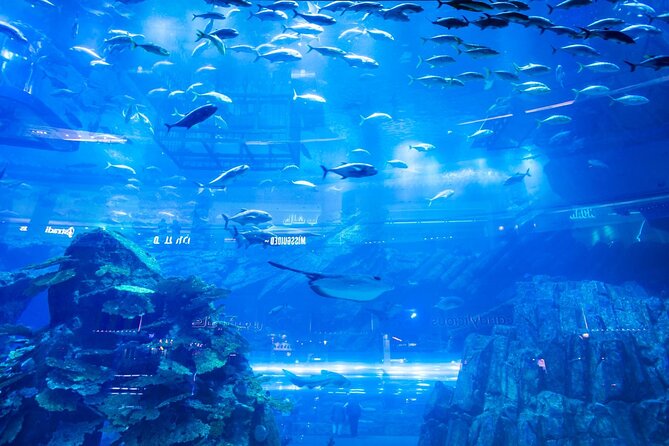 Dubai Mall Aquarium with Penguin Cove + Skyview Ticket - The 46-metre glass floor
