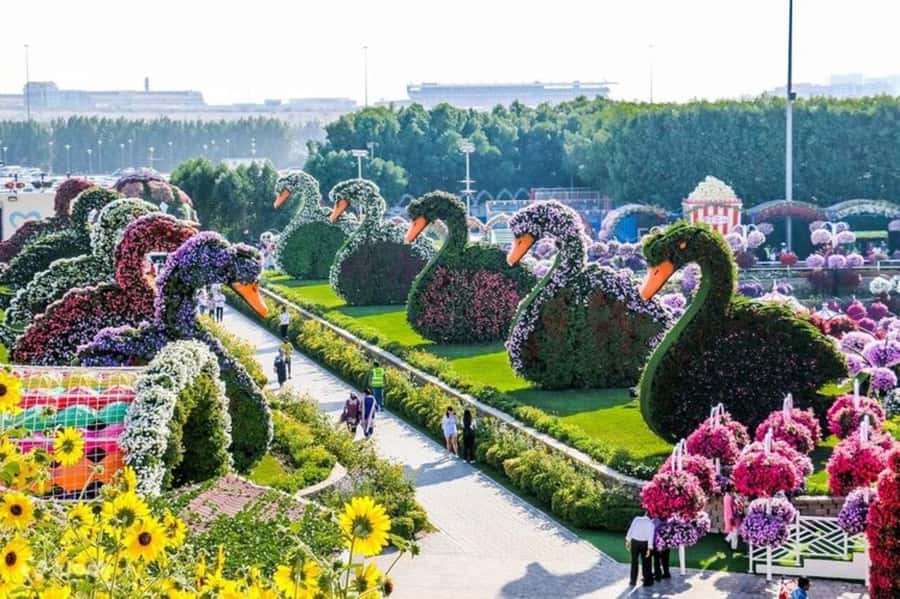 Dubai: Miracle Garden Tickets with Round-trip Transfer - How to use your three hours well