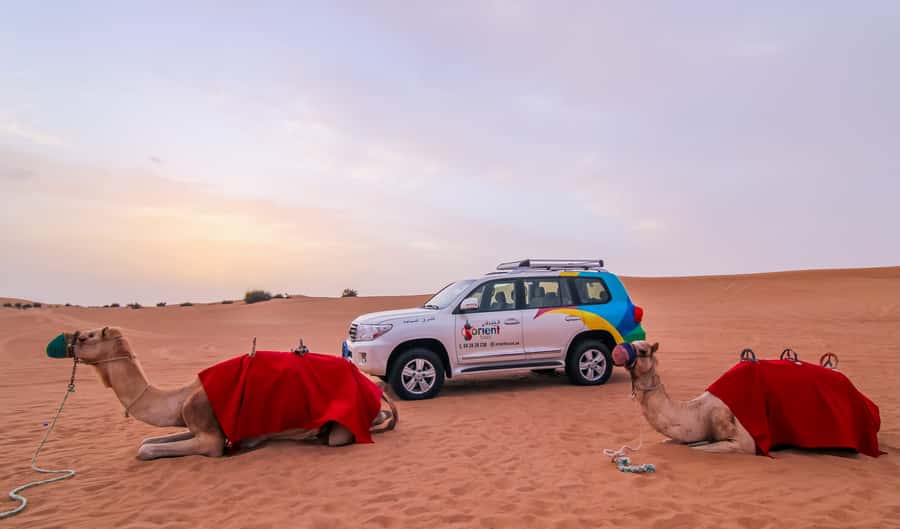 Dubai: Morning Desert Safari with Camel Ride & Sandboarding - Shared or private: choosing the right format
