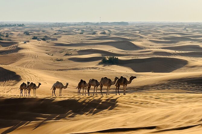 Dubai Morning Evening Desert Safari,Sand boarding and Camel ride - Sandboarding on the red slopes
