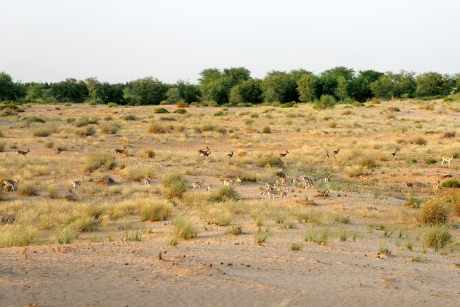 Dubai: Morning Safari by Vintage G Class & Al Marmoom Experience - Falcon photos, clothing, henna, and music