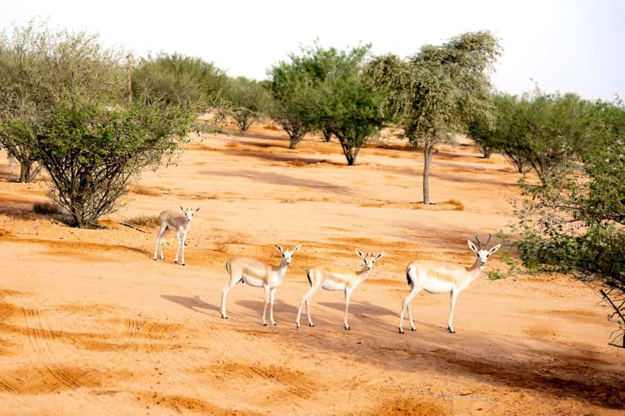 Dubai: Overnight Safari with Luxury Dome Stay & Stargazing - The camel walk at golden hour