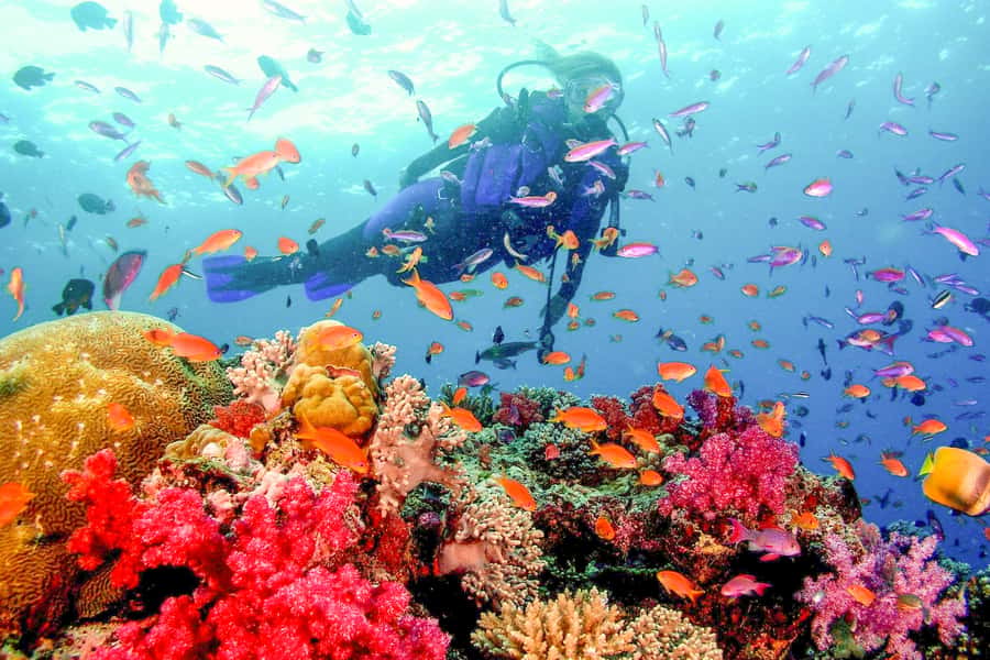 Dubai: PADI Open Water 18-Meter Diving Certification - Five confined-water sessions build your confidence