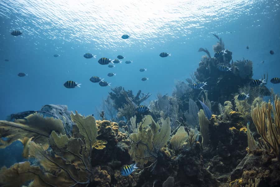 Dubai: PADI Open Water 18-Meter Diving Certification - What the $446 price includes, and what it does not
