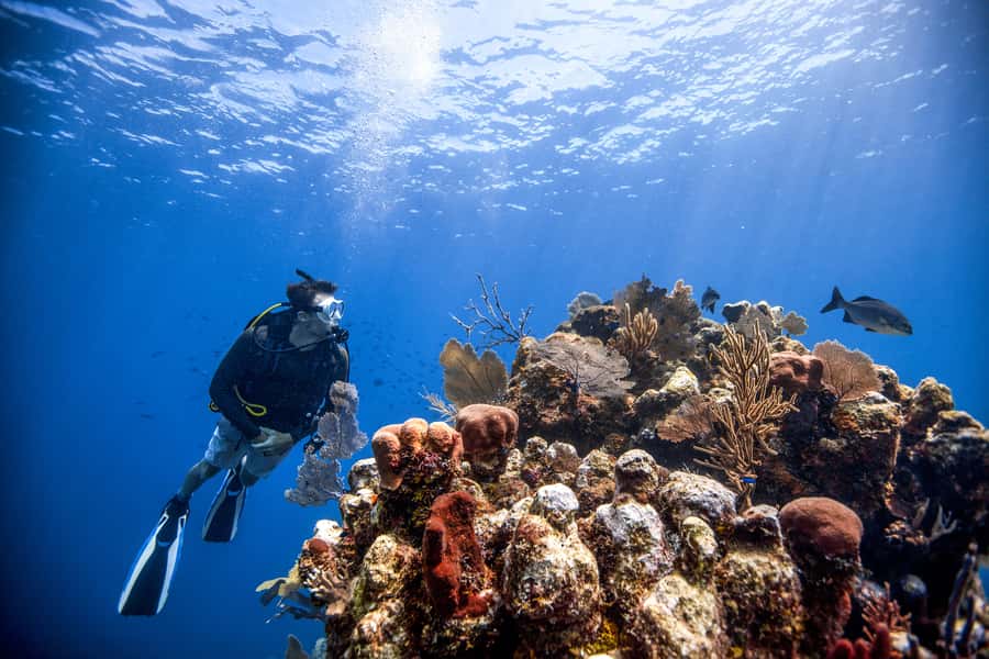 Dubai: PADI Open Water 18-Meter Diving Certification - What to bring to The Palm Jumeirah