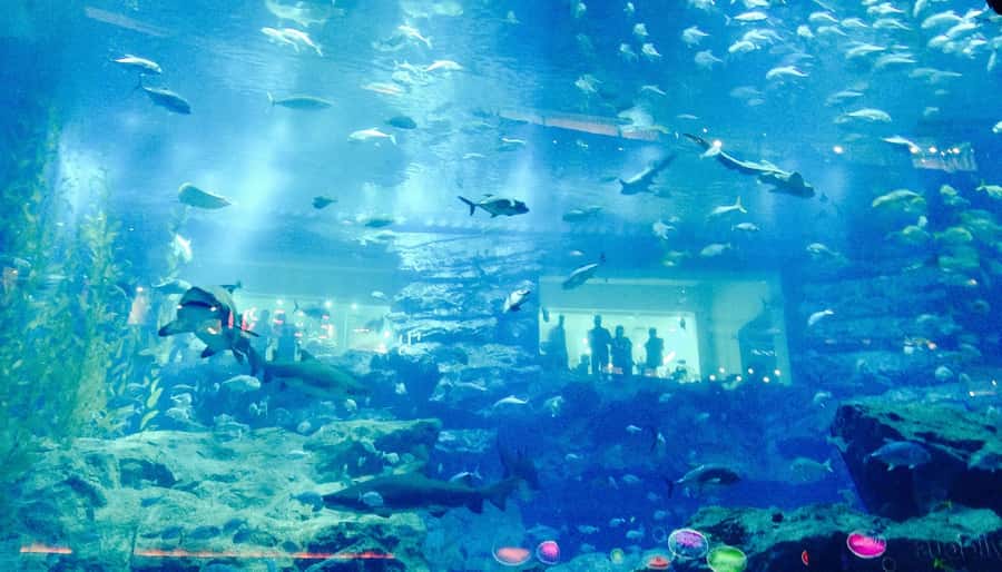 Dubai: Premium Half-Day Dubai Highlights Tour small group - Key points to know before you book