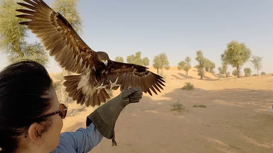 Dubai: Private Falconry Safari - Why the falconry session is the real star