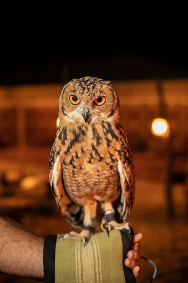 Dubai: Private Night Safari & Astronomy with 3-Course Dinner - What the $816 price really covers