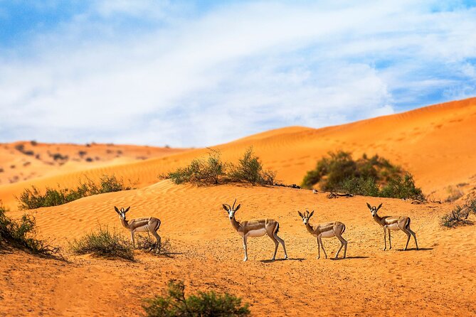 Dubai Private Sunset Desert Drive with Wildlife Experience - Key points at a glance