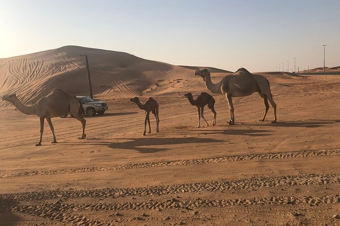 Dubai Red Dunes Desert Safari : Sandboarding, BBQ & Live Shows - From Dubai streets to Lahbab’s red dunes