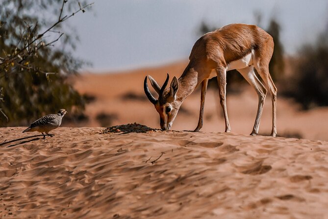 Dubai Red Dunes Safari: Dune Bashing, Camel Ride & Breakfast - Sandboarding on the red dunes