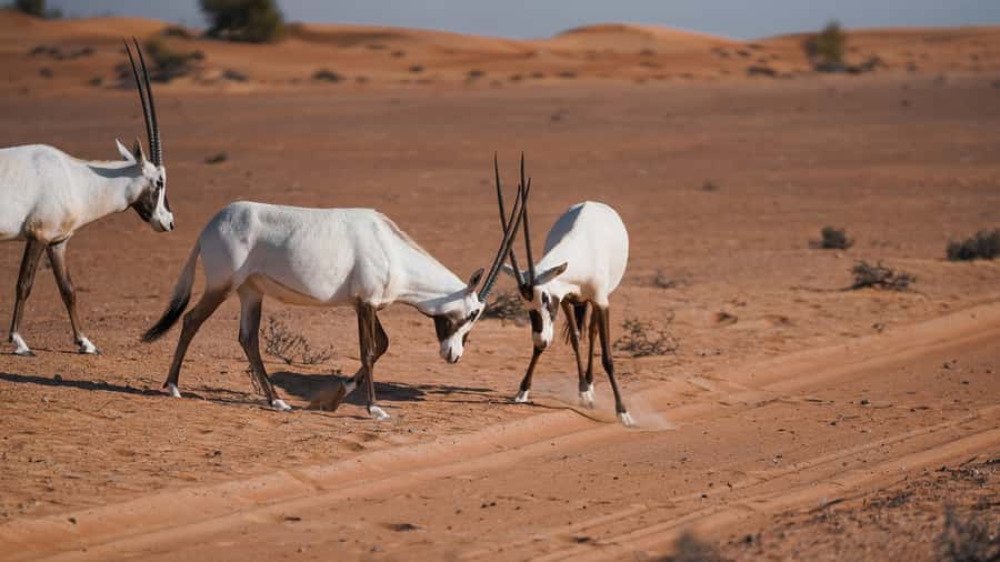 Dubai Red Dunes Safari: Dune Bashing, Camel Ride & Breakfast - Practical details before you book
