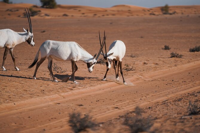 Dubai Red Dunes Safari: Dune Bashing, Camel Ride & Breakfast - Dune bashing across steep red sand