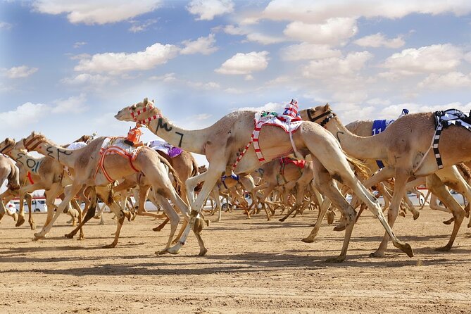 Dubai Royal Camel Race with Prime Seats & Short Camel Ride - A short race with a close look at Emirati camels