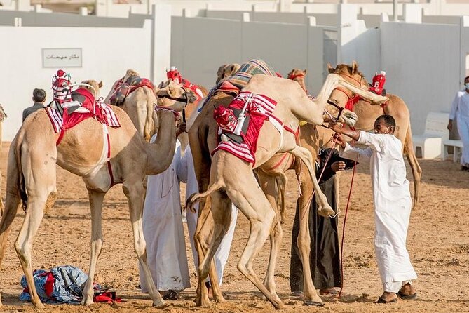 Dubai Royal Camel Race with Prime Seats & Short Camel Ride - Seeing how camel racing works