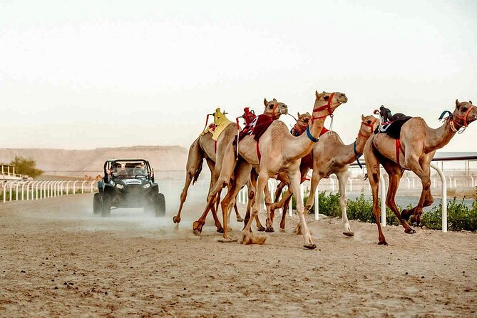 Dubai Royal Camel Race with Prime Seats & Short Camel Ride - Young camels, farm facilities, and camel products
