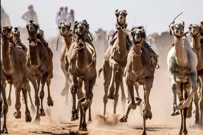 Dubai Royal Camel Race with Prime Seats & Short Camel Ride - Tasting camel milk, ice cream, and local food