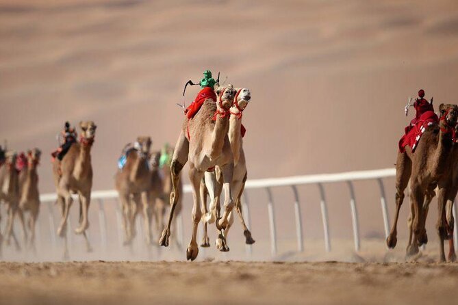 Dubai Royal Camel Race with Prime Seats & Short Camel Ride - Feeding camels and taking a five-minute ride