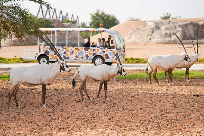 Dubai Safari Park - Planning a Comfortable Four-Hour Visit