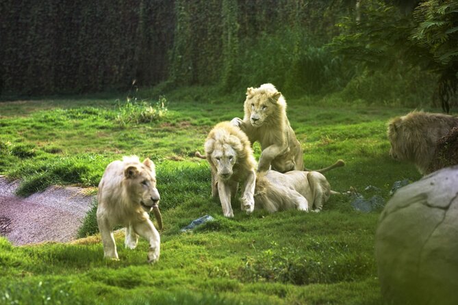 Dubai Safari Park With Transfer - Key points to know before you book