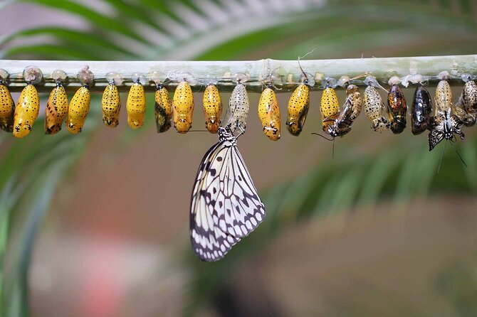 Dubai: Skip-The-Line Ticket to Butterfly Garden - Is the $20 price fair?