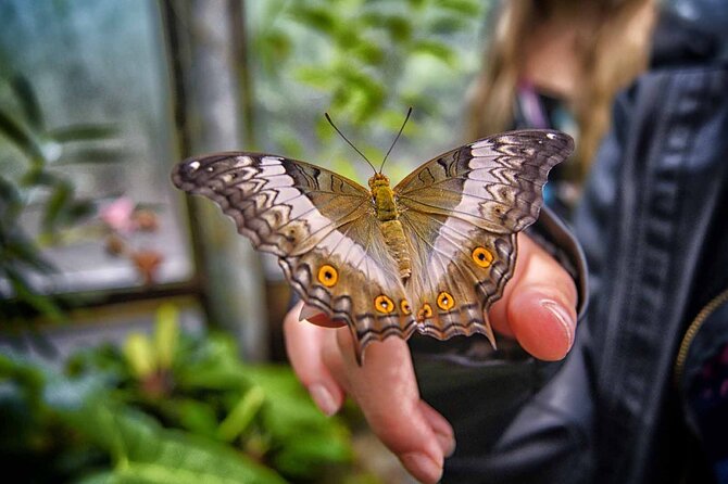 Dubai: Skip-The-Line Ticket to Butterfly Garden - The butterfly life cycle comes first