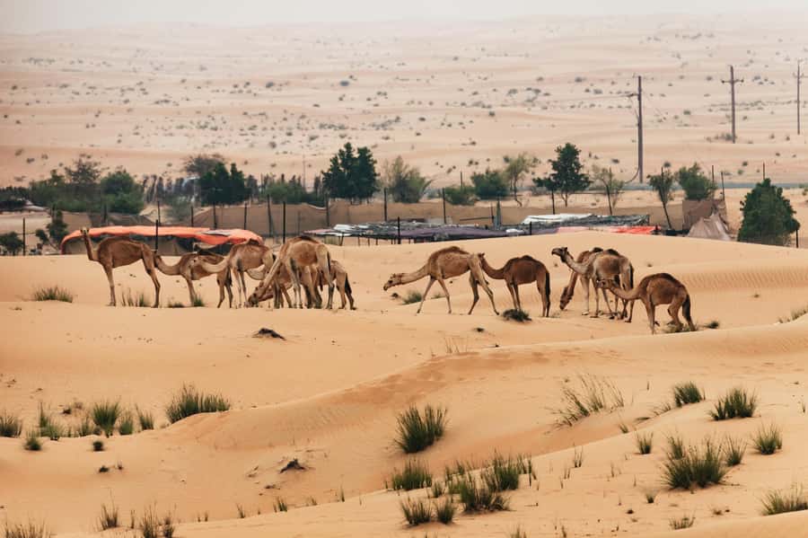 Dubai: Sunrise Balloon Flight with Camel Ride & Breakfast - Practical advice for a smoother morning
