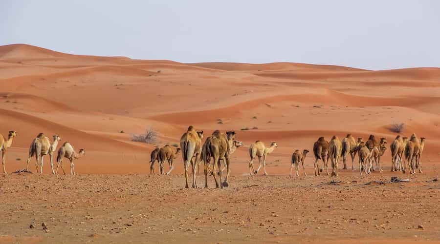 Dubai Sunrise Desert Camel Trek with Breakfast - Sunrise gives this desert trip its purpose