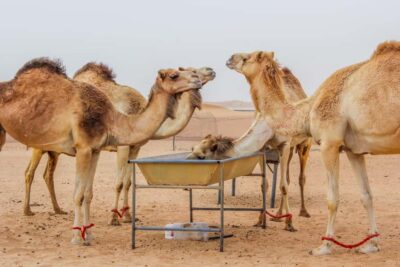 Dubai Sunrise Desert Camel Trek with Breakfast