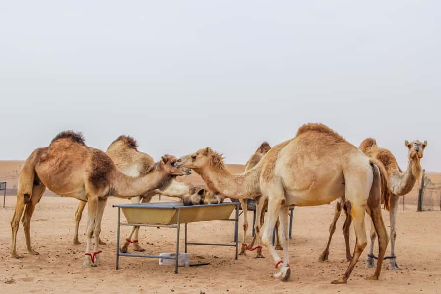 Dubai Sunrise Desert Camel Trek with Breakfast - The short red-dune drive