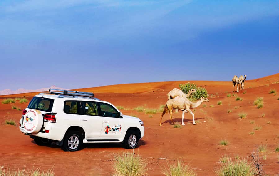Dubai Sunrise Desert Camel Trek with Breakfast - Breakfast after the sand