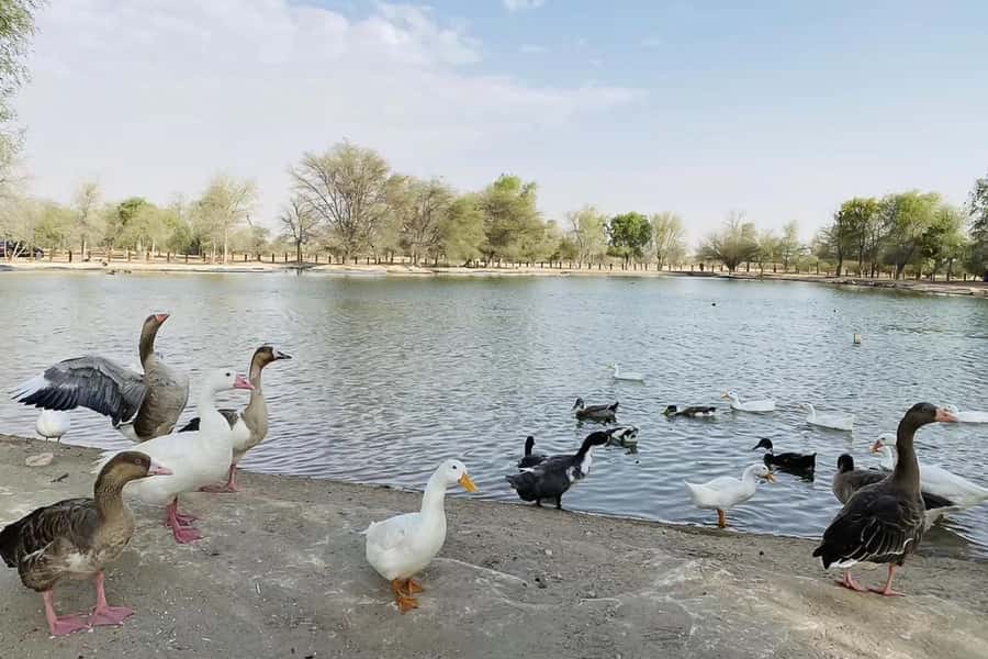 Dubai: Sunrise Desert Jeep Safari with Wildlife Experience - What the $51 price really covers