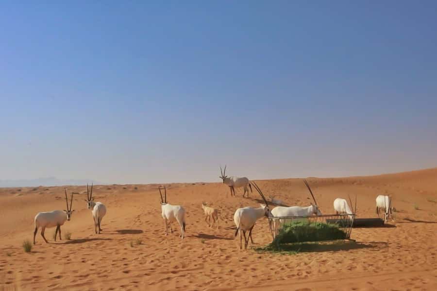 Dubai: Sunrise Desert Jeep Safari with Wildlife Experience - Who should book this experience