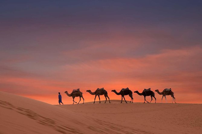 Dubai Sunset Camel Trekking with Shows & BBQ Dinner - Forty-five minutes on a camel at sunset