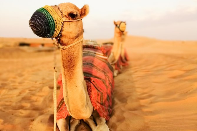 Dubai Super Saver: Desert Camp Experience by 4x4 and Dhow Dinner Cruise - How the Two Experiences Compare