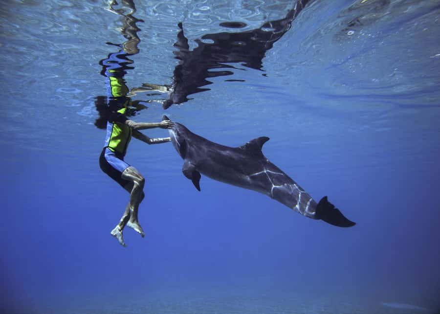 Dubai: Swim with Dolphins at Atlantis Waterpark - Thirty minutes in three-meter-deep water