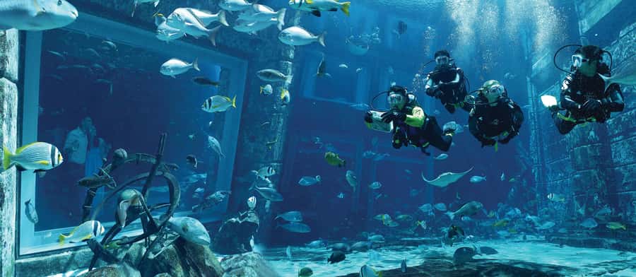 Dubai: The Lost Chambers Aquarium Atlantis Diving Experience - Entering Atlantis Dubai and finding The Lost Chambers