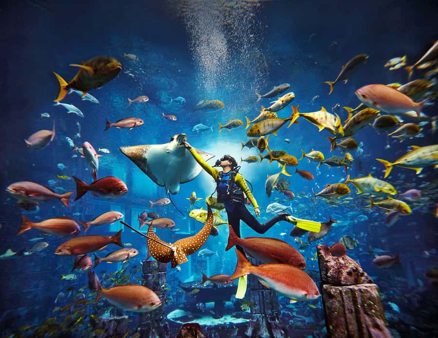 Dubai: The Lost Chambers Aquarium Atlantis Diving Experience - Choosing Discovery Dive or Explorer Dive