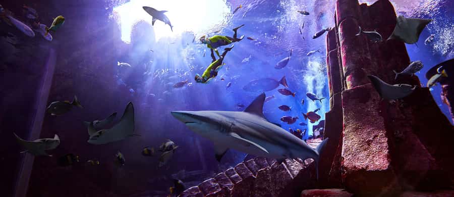 Dubai: The Lost Chambers Aquarium Snorkeling Experience - What makes the Ambassador Lagoon special